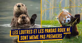 top animaux mignons