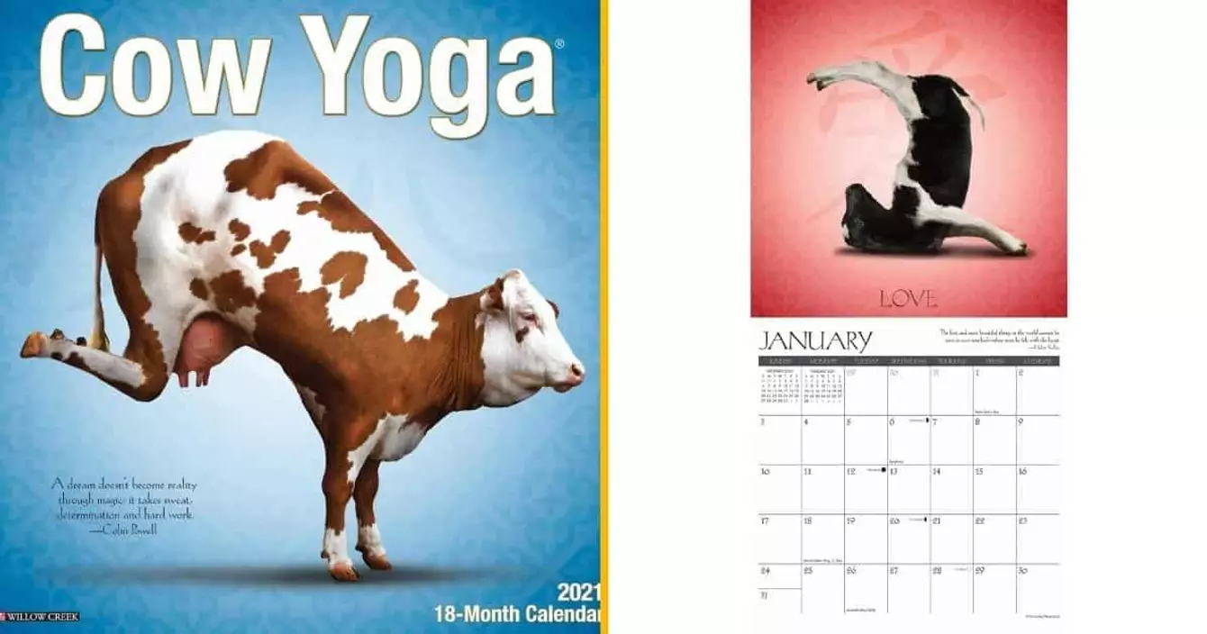 calendrier-vaches-yoga