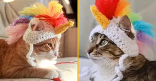 chapeau-licorne-chat
