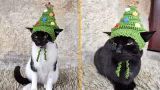chapeau-sapin-noel-chat
