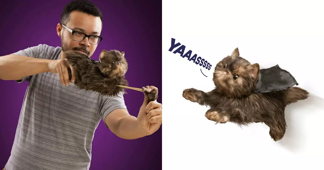 cat-apult-chat-catapulte