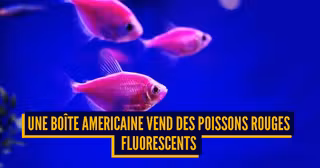 une_animaux_modifies_genes