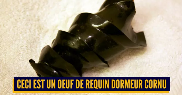 OEUFS ANIMAUX INSOLITES