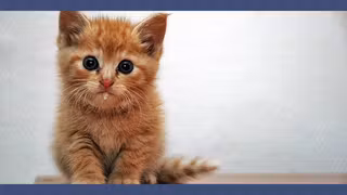 miniature-youtubeanimaux-mignon