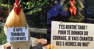 une_poules_excuses