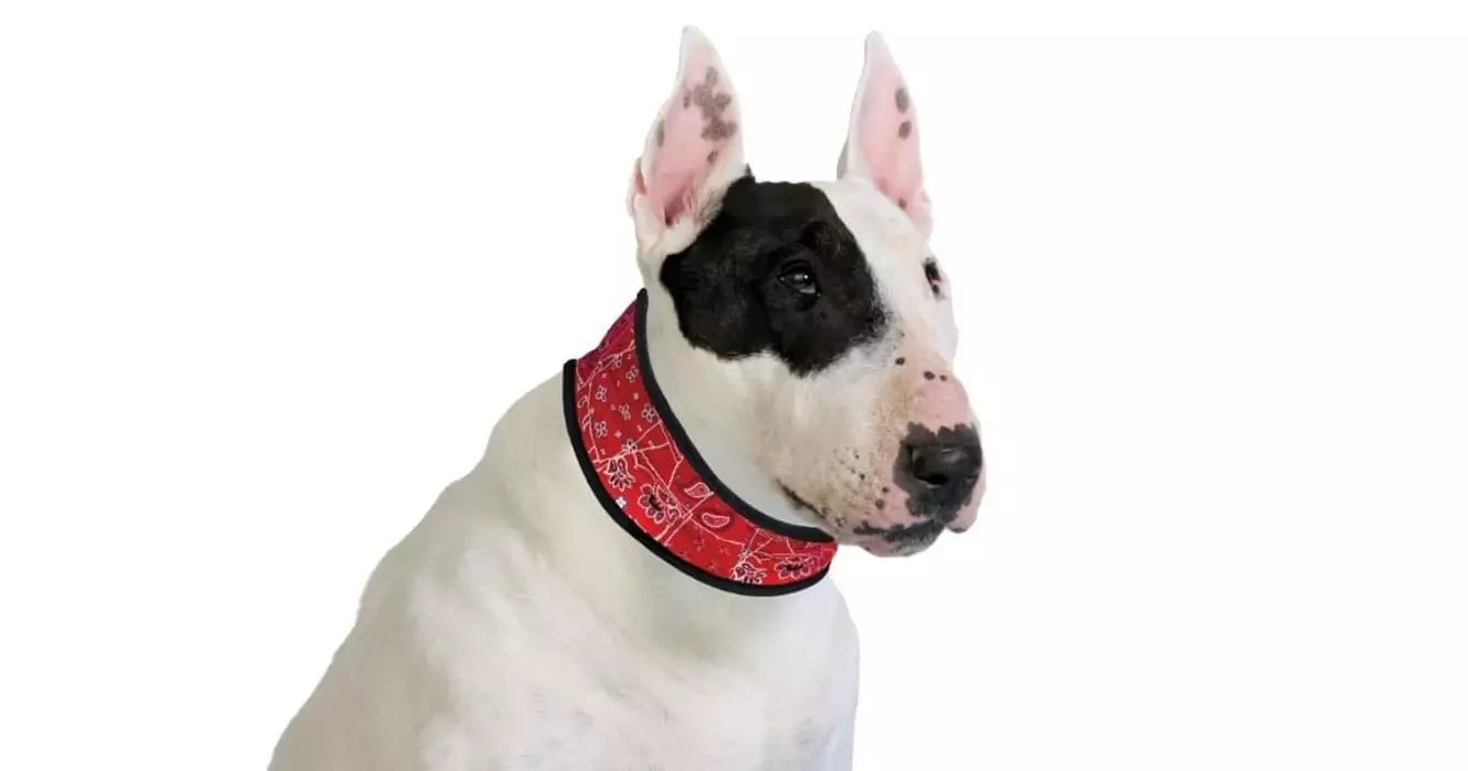 collier-chien-rafraichissant