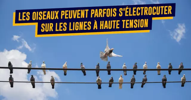 UNE-TOP-QUESTIONS-ELECTROCUTION