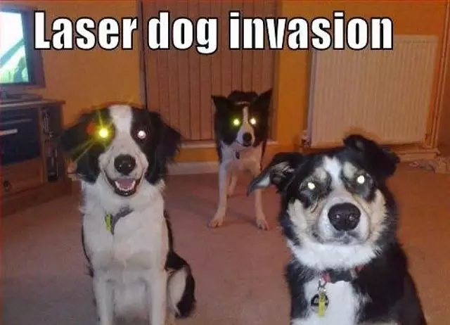 laserdog