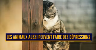 ANIMAUX MALADIE HUMAINE