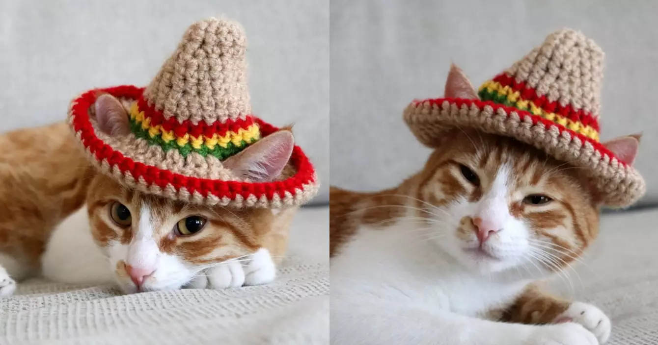 chapeau-sombrero-chat