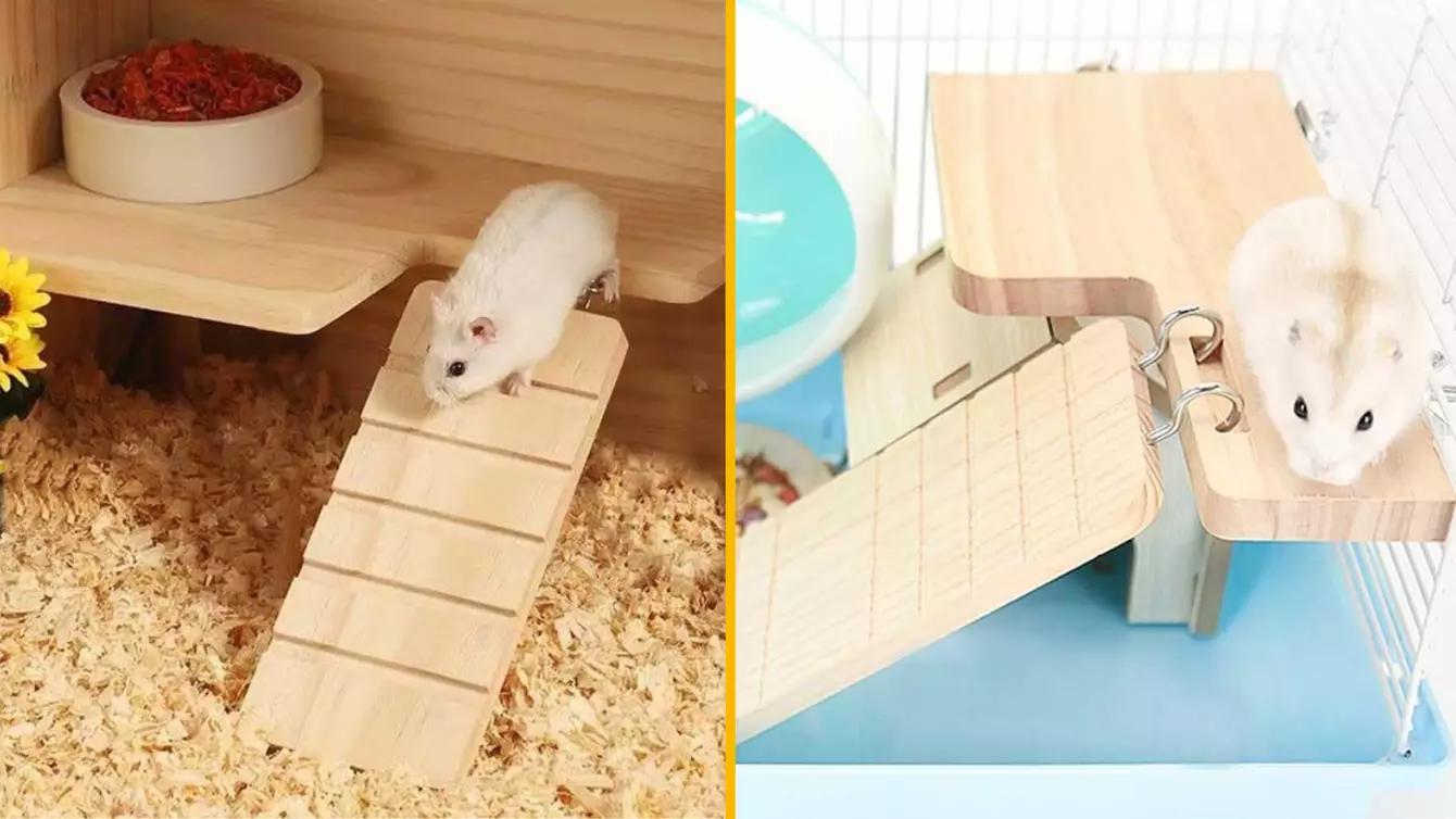 ECHELLE-HAMSTER