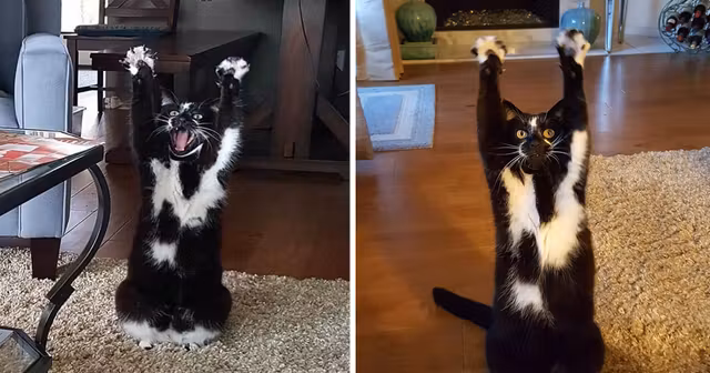 keys-chat-pattes-leve-devant