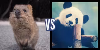 battle-364498-1426703431