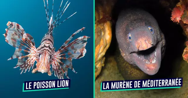UNE_VOYAGE_poisson_dangereux
