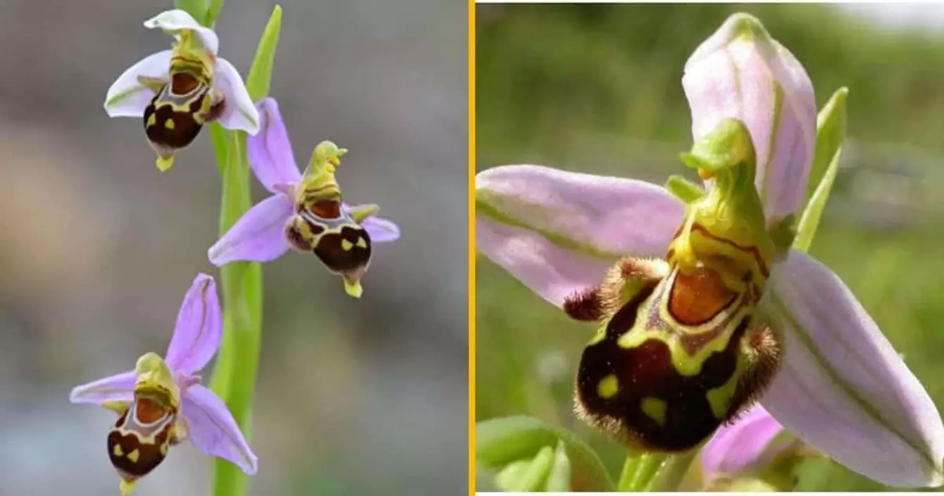 plante-forme-abeille