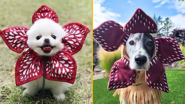 costume-demodog-chien-demogorgon