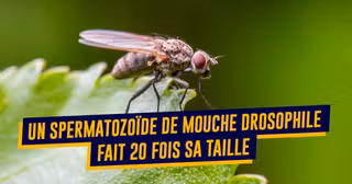 UNE-ANIMAUX-VIE-SEXUELLE