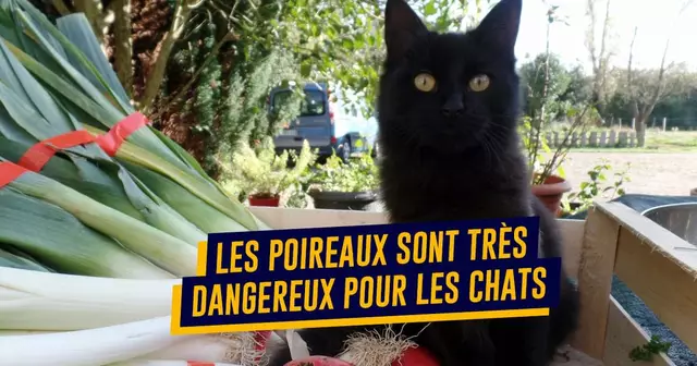 une-chat-danger