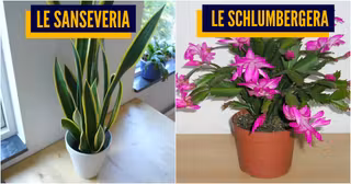 top plantes