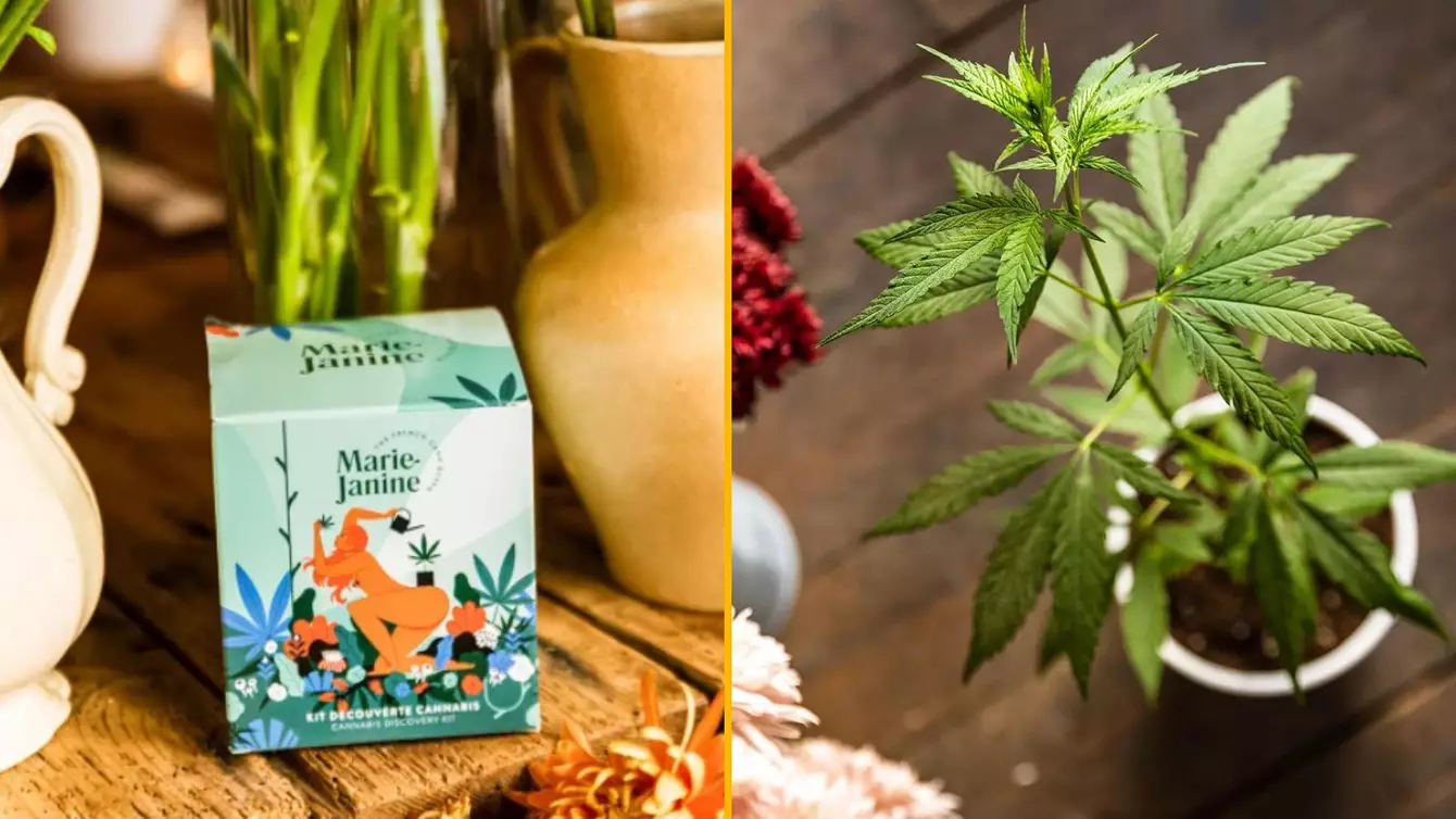 kit-chanvre-planter-taux-legal-thc