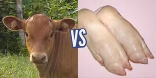 battle-339233-1417311065