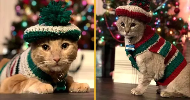 tricot-chat-petit-chapeau-ponpon