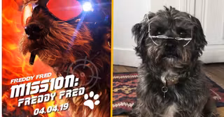 freddyfred