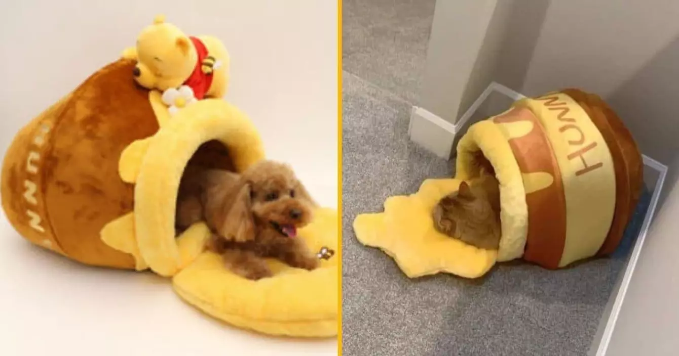 panier-chat-pot-miel-winnie