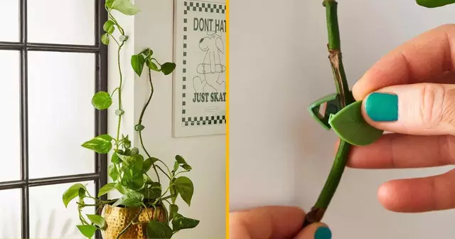 clips-feuille-grimper-plantes-interieur