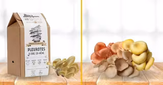 kit-pousser-champignons