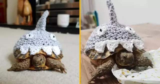 costume-requin-tortue