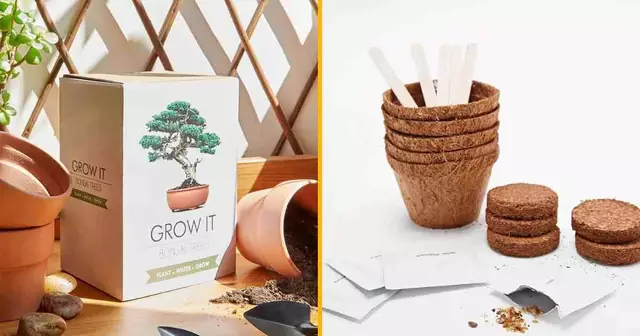 kit-bonsai-pret-a-pousser