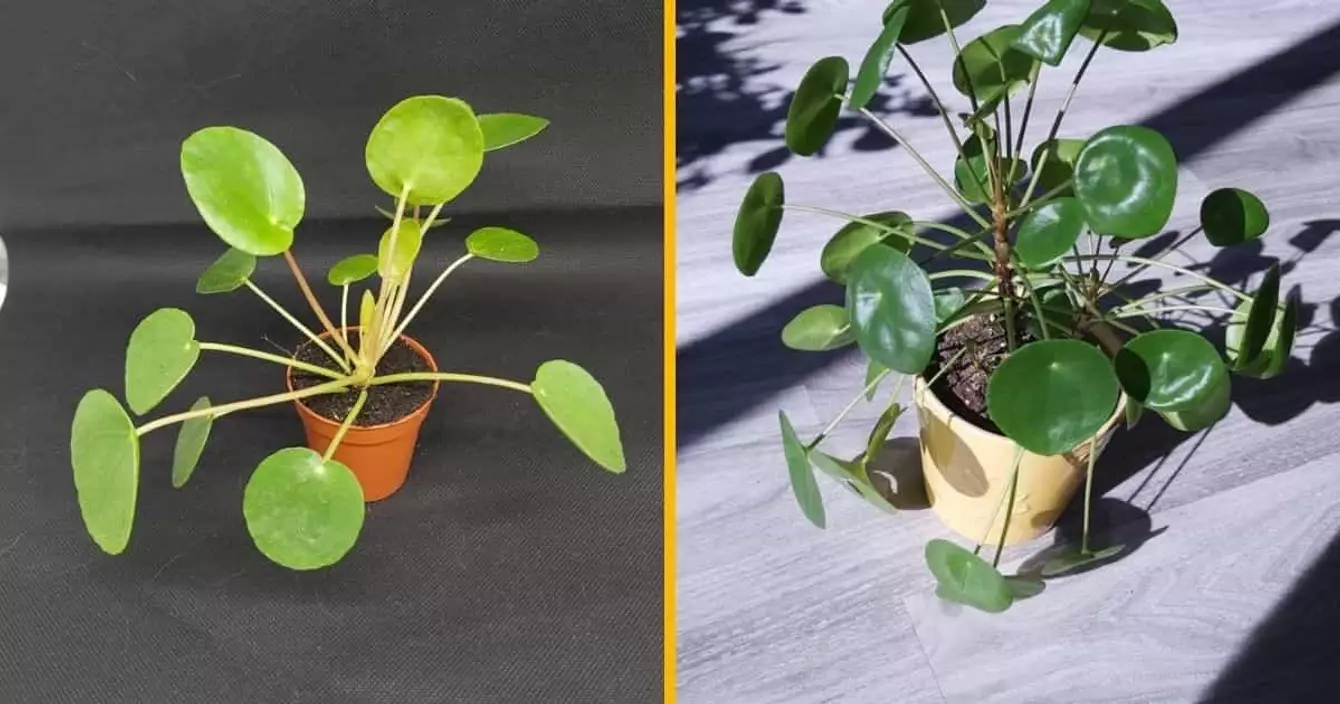 pilea-vraie-plante