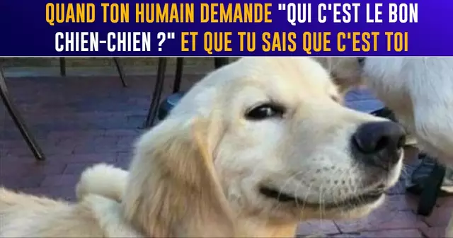 top memes chiens