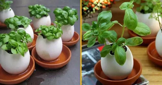 oeuf-pousser-basilic