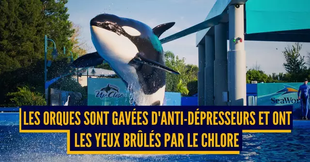 PARCS AQUATIQUES ANIMAUX (2)