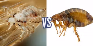 battle-371830-1429546564