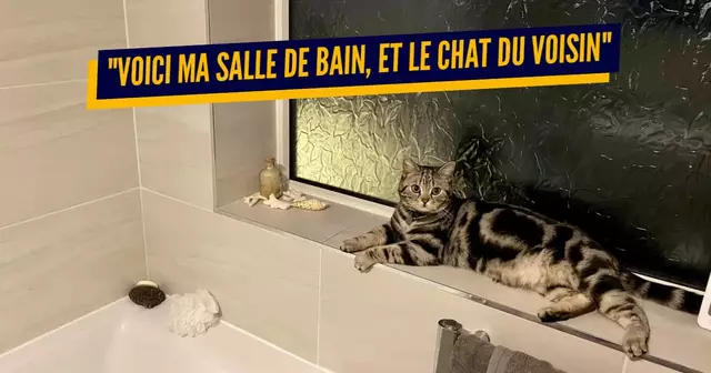 une chat