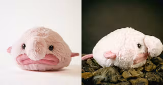 peluche-blobfish