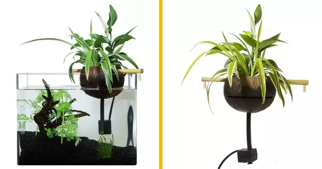 aquarium-plantes-coco
