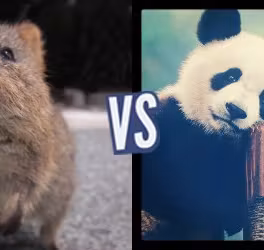 battle-364498-1426703431