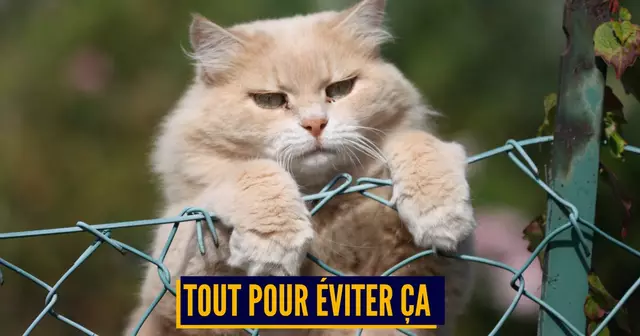 shutterstock_106675394 (1)