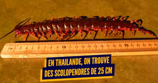 une_thailande_terreur