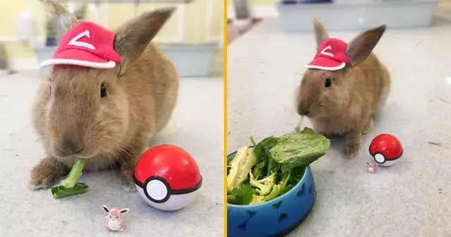 casquette-pokemon-lapin