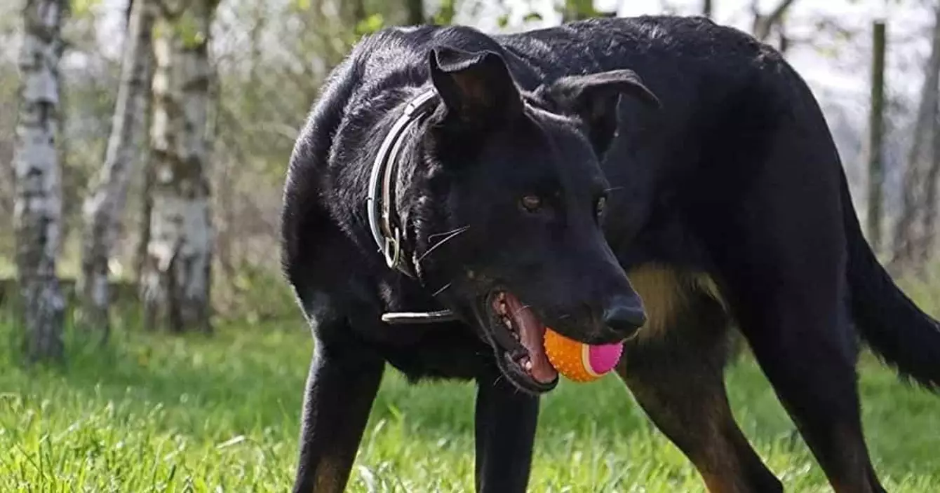 balle-moustache-chien