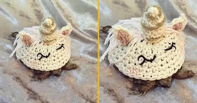 costume-tortue-licorne