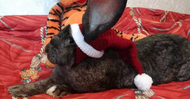 bonnet-pere-noel-pour-lapin