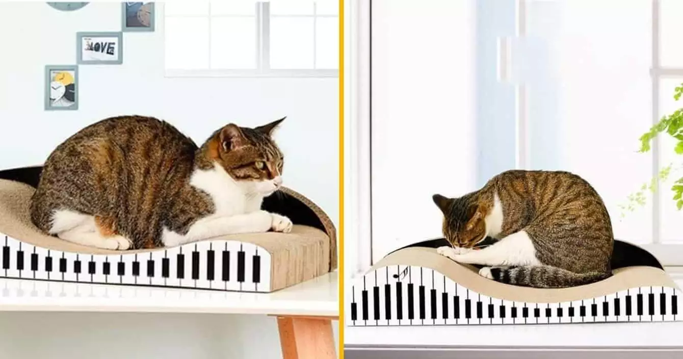 grattoir-synthe-chat-il-jouait-du-piano-debout