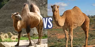 battle-368419-1428402128