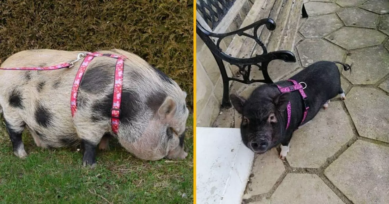 harnais-promener-cochon